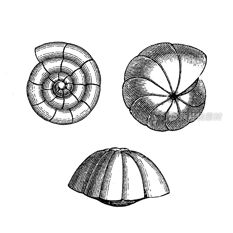 有孔虫Rotalia Foraminifera(拉丁文为“洞的承载体”);(非正式地称为“有孔虫”)是单细胞生物，是变形虫门或原生生物纲的成员，通常是不同形式和材料的外壳